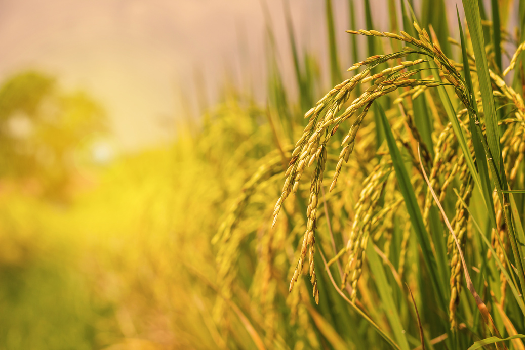 rice field