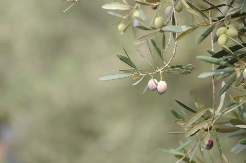 olive tree with olives