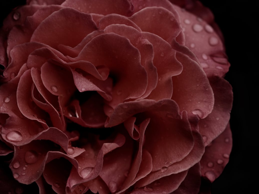 Dark Rose